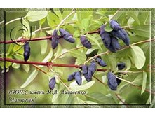 ��������� �������� 120���..jpeg