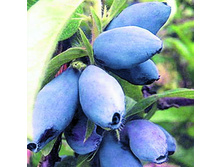 ��������� ����� ����� 120���..jpg