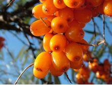 �������� ������ 100���..jpg