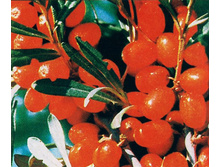 �������� ������������� ������� 100���..jpg