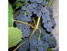 �������� ����� (�����) 210���..jpeg