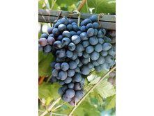 �������� ���� �������� 210���..jpg