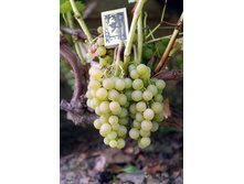 �������� �������� ����� (�����) 210���..jpg