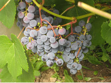 �������� ���� (�����-����������) 210���..jpg