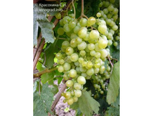 �������� ����� ������ 210���..jpg