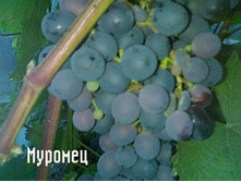 �������� ������� (�����-����������) 210���..jpg