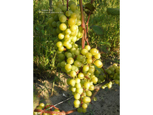 �������� ������ ������ 210���..jpg