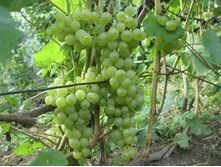 �������� ������� ������ 210���..png