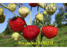 ��������� ����� 30���..jpg