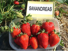 ��������� ��� ������� 30���..jpg