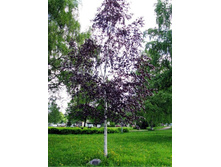 ������ �������� �������� (Betula pendula Purpurea) �7,5 900���..jpg