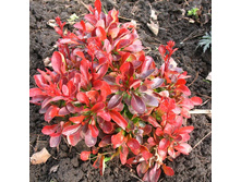 �������� �������� �������� (Berberis thunbergii Bagatelle) �2 130���.jpg