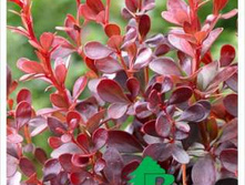 �������� �������� ����� ��� ���� (Berberis thunbergii Dart's Red Lady) �2 130���.jpg