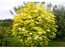 ������ ������ ����� (Sambucus nigra Aurea) � 1,5 80���.jpg