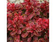�������� �������� ������� (Berberis thunbergii Harlequin) �2 130���..jpg