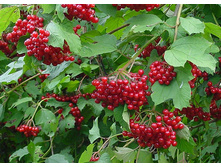 ������ ������������ ������� ������ (Viburnum opulus Tajegnye Rubiny)� 1,5 80���.jpg