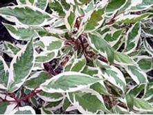 ����� ����� ������������� ������������� ��� ��������-��������� (Cornus alba Elegantissima 120���.jpeg