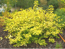 ����� ����� ����� (Cornus alba Aurea) �1,5 120���..jpg