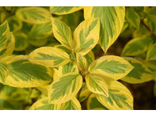 ����� ����� ������ (Cornus alba Spaethii) 120���..jpg