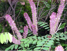 ������ (Amorpha) 100���.jpg