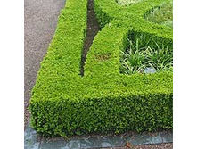 ������ ������������ (Buxus sempervirens) 150���.jpg