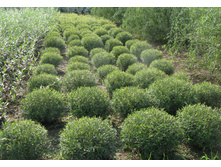 ��� ��������� «����» (Salix purpurea «Nana») 100���..jpg