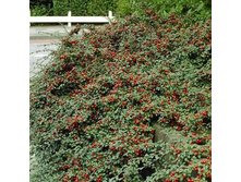 ��������� ��������� «����� �����» (Cotoneaster suesicus Coral Beauty) 200���.jpg