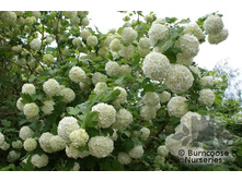 ������ «���������» (Viburnum opulus «Roseum» ) 120���.jpg