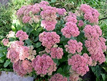 ������ ������  (Sedum spectabile) 65���.jpg