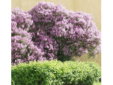 ������ ���������� (Seringa Josikaea) 85���.jpg