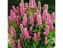 ������ �������� (Spiraea billardii) 100���.jpg