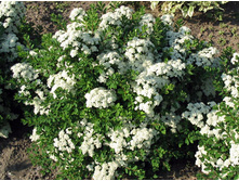 ������ ������������� (Spiraea betulifolia) 100���.jpg