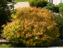 ������ �������� «���� �����» (Spiraea bumaldii «Gold Flame») 100���.jpg