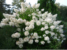 ���������  ����������� (Hydrangea paniculata ) 150���.jpg