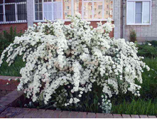 ������ �������� (Spiraea vanhouttei) 100���.jpg