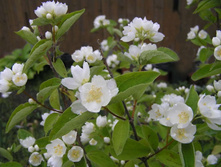 �������� «���������» (Philadelphus «Alabaster») 100���.jpg