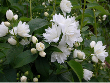 �������� «���������» (Philadelphus «Girandole») 100���.jpg
