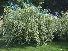 �������� ��������  (Philadelphus coronarius) 100���..jpg