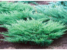 ������������ �������������� «������� �������» 300���.jpg