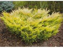 ������������ �������������� «��������» (Juniperus horisontalis«Limeglow»)  300���.jpg