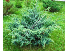 ������������ ���������  «��� �����» (Juniperus chinensis Blue Alps) 350���.jpg