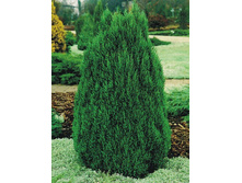 ������������ ��������� «�������» (Juniperus chinensis Stricta) 350���.jpg