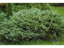 ������������ ��������   «���������» (Juniperus sabina Variegata) 1000���.jpg