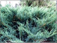 ������������ �������� «��� �����» (Juniperus sabina Blue Danube) 300���.jpg