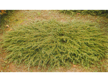 ������������ ������������ «�������» (Juniperus communis «Repanda») 300���.jpg