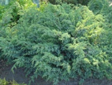 ������������ ����������   «��� �����» (Juniperus squamata Blue Swede) 350���.jpg