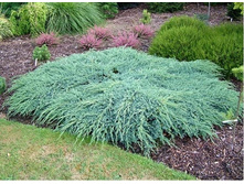 ������������ ����������   «��� ������» (Juniperus squamata Blue Carpet) 350���.jpg