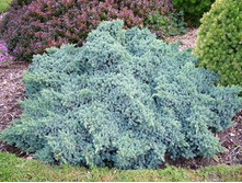 ������������ ����������  «��� ����» (Juniperus squamata Blue Star) 350���.jpg