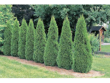 ��� �������� «�������» (Thuja occidentalis «Smaragd») 300���..jpg