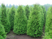 ��� �������� «�������» (Thuja occidentalis «Brabant») 300���.jpg